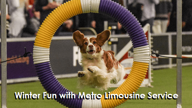 The Westminster Dog Show with Metro Limousine Service